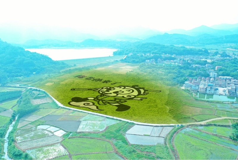 占地60亩的“孙悟空”彩绘稻田.jpg